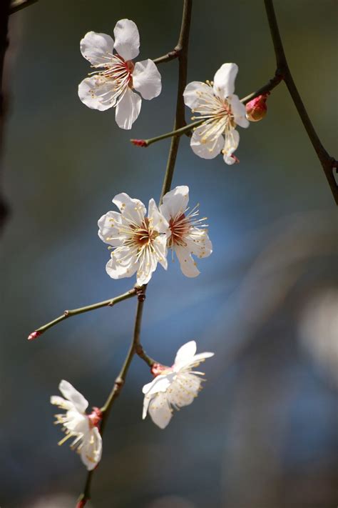 梅花圖|3000 多张免费的“梅花”和“春天”照片